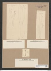Pleurosigma obscurum W.Sm. (de-Toni-Nr.: Genus 13, Species 1043) Zeichnungen Sammlung Grunow Nr. 1876 (NHMW-BOT-W0368982)